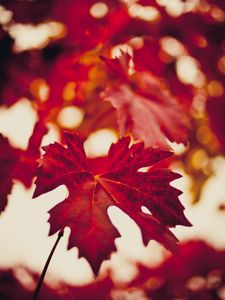 Preview wallpaper maple leaf, autumn, blur, red