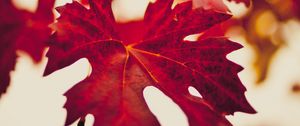 Preview wallpaper maple leaf, autumn, blur, red