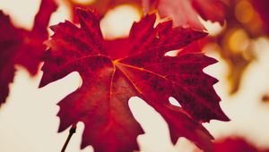 Preview wallpaper maple leaf, autumn, blur, red