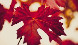 Preview wallpaper maple leaf, autumn, blur, red