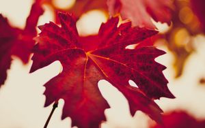 Preview wallpaper maple leaf, autumn, blur, red