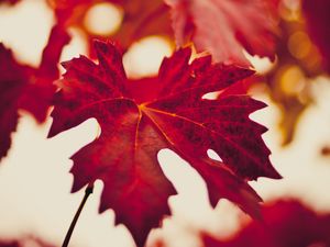 Preview wallpaper maple leaf, autumn, blur, red