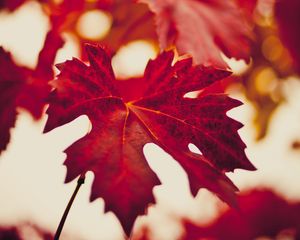 Preview wallpaper maple leaf, autumn, blur, red