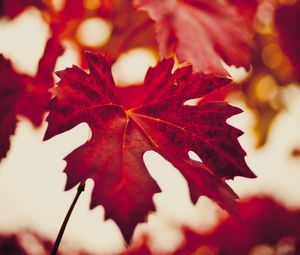 Preview wallpaper maple leaf, autumn, blur, red