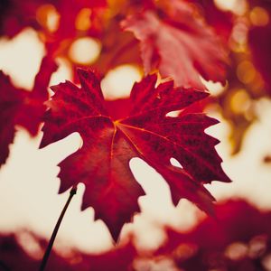 Preview wallpaper maple leaf, autumn, blur, red