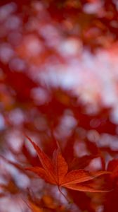 Preview wallpaper maple leaf, autumn, blur