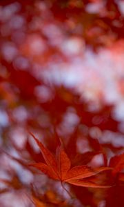 Preview wallpaper maple leaf, autumn, blur