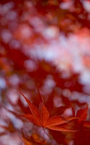 Preview wallpaper maple leaf, autumn, blur