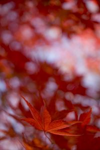 Preview wallpaper maple leaf, autumn, blur