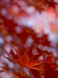 Preview wallpaper maple leaf, autumn, blur