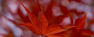Preview wallpaper maple leaf, autumn, blur