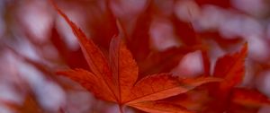 Preview wallpaper maple leaf, autumn, blur