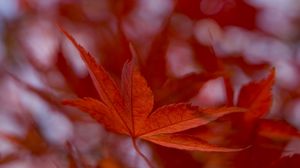 Preview wallpaper maple leaf, autumn, blur