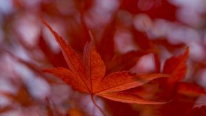 Preview wallpaper maple leaf, autumn, blur