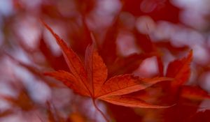 Preview wallpaper maple leaf, autumn, blur