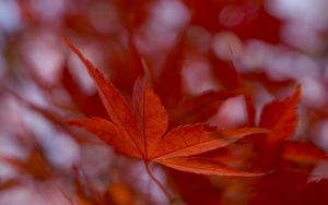 Preview wallpaper maple leaf, autumn, blur