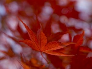 Preview wallpaper maple leaf, autumn, blur