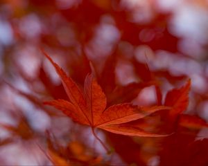 Preview wallpaper maple leaf, autumn, blur