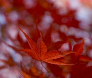 Preview wallpaper maple leaf, autumn, blur