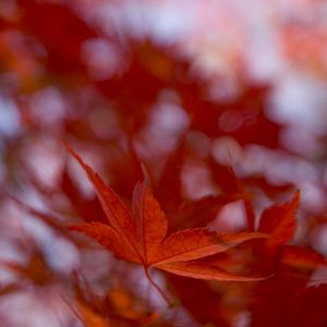 Preview wallpaper maple leaf, autumn, blur