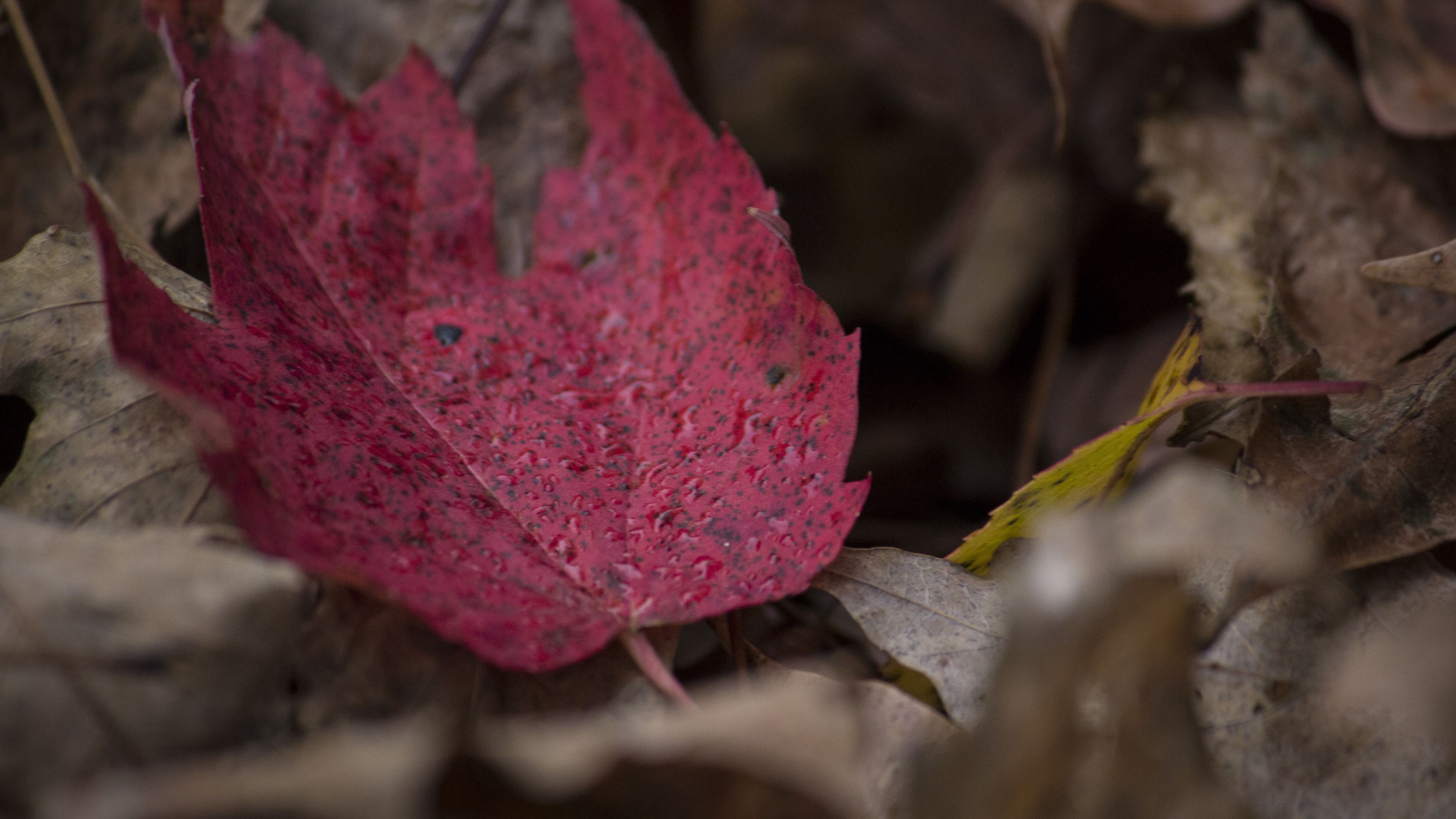 Download wallpaper 3840x2160 maple, leaf, autumn, fallen 4k uhd 16:9 hd