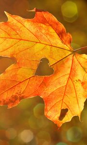 Preview wallpaper maple leaf, autumn, heart