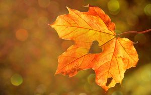 Preview wallpaper maple leaf, autumn, heart