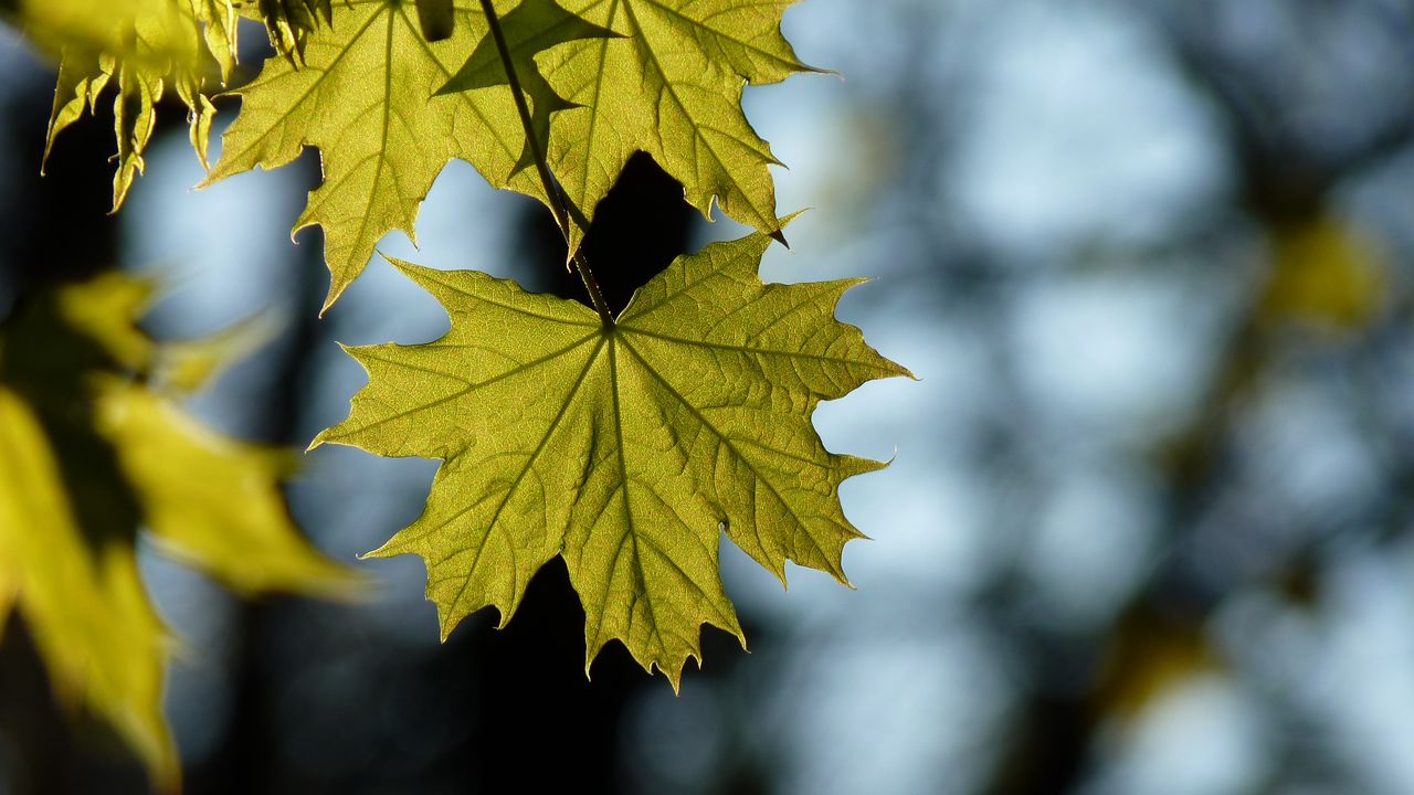 Wallpaper maple, leaf, blur