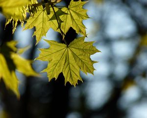 Preview wallpaper maple, leaf, blur