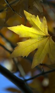 Preview wallpaper maple, leaf, branch, autumn, blur