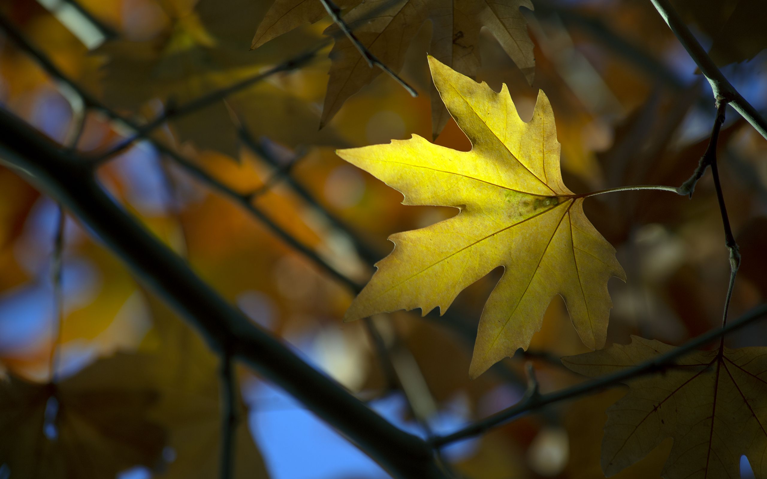 Download Wallpaper 2560x1600 Maple Leaf Branch Autumn Blur Widescreen 1610 Hd Background 