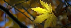 Preview wallpaper maple, leaf, branch, autumn, blur