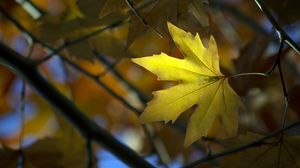 Preview wallpaper maple, leaf, branch, autumn, blur