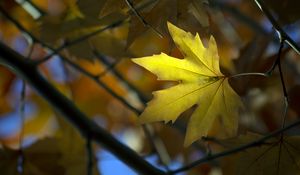 Preview wallpaper maple, leaf, branch, autumn, blur