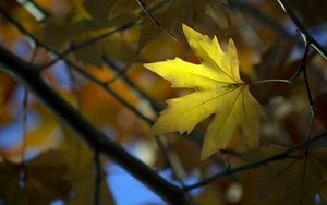 Preview wallpaper maple, leaf, branch, autumn, blur