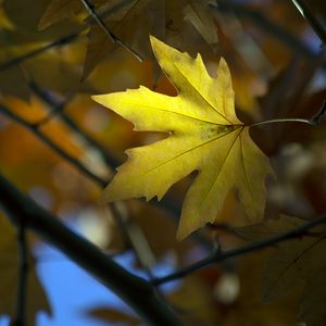 Preview wallpaper maple, leaf, branch, autumn, blur