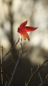 Preview wallpaper maple, leaf, branches, dry, minimalism