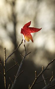 Preview wallpaper maple, leaf, branches, dry, minimalism