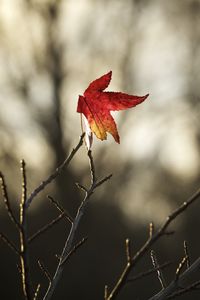 Preview wallpaper maple, leaf, branches, dry, minimalism