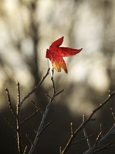 Preview wallpaper maple, leaf, branches, dry, minimalism