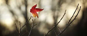 Preview wallpaper maple, leaf, branches, dry, minimalism