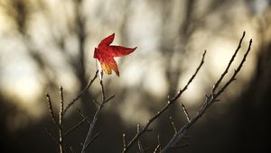 Preview wallpaper maple, leaf, branches, dry, minimalism