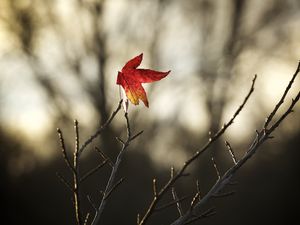 Preview wallpaper maple, leaf, branches, dry, minimalism