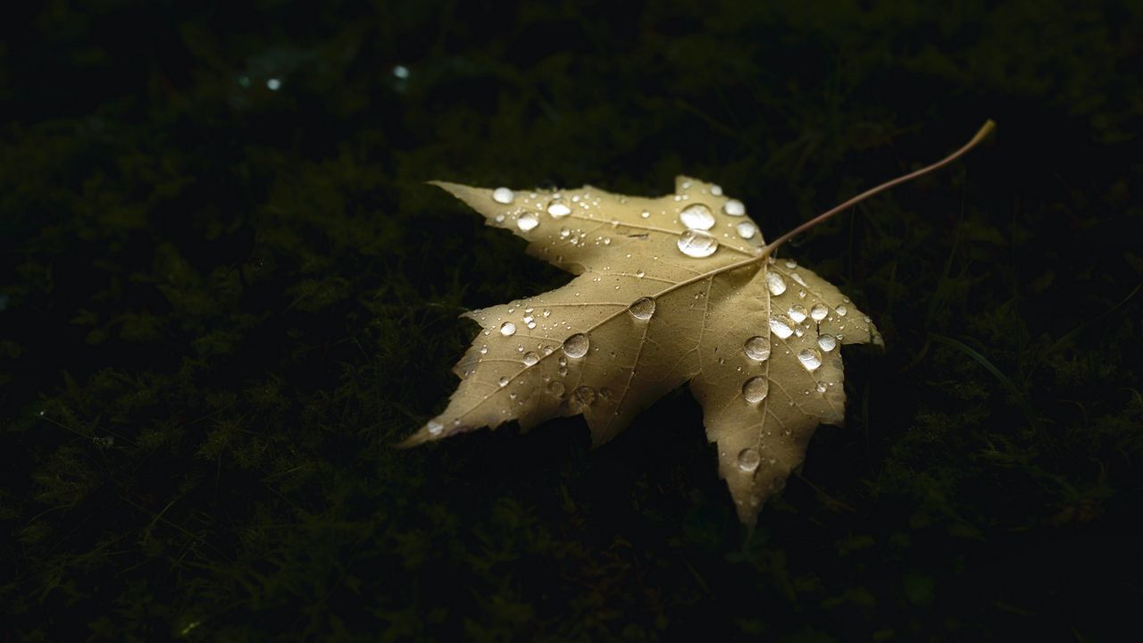 Wallpaper maple, leaf, drops, macro, autumn