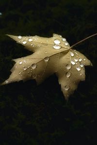 Preview wallpaper maple, leaf, drops, macro, autumn