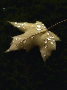 Preview wallpaper maple, leaf, drops, macro, autumn