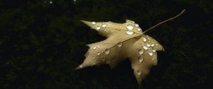Preview wallpaper maple, leaf, drops, macro, autumn