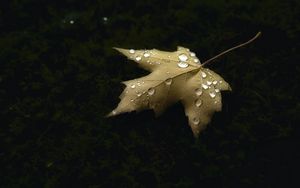 Preview wallpaper maple, leaf, drops, macro, autumn