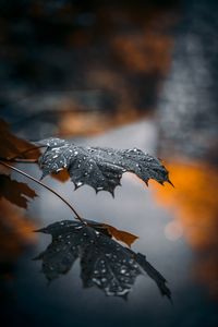 Preview wallpaper maple, leaf, drops, macro, reflection