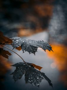 Preview wallpaper maple, leaf, drops, macro, reflection